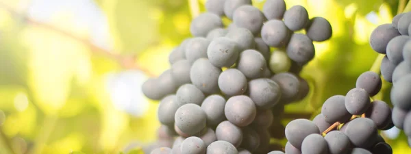 Racimos de uvas tintas que crecen en los campos italianos . — Foto de Stock