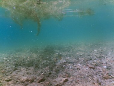 Sualtı çakıl nehirler ve göller tatlı su yüzey su.