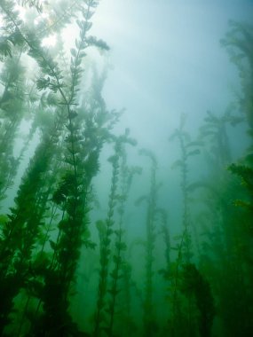 Güneş ışığı tatlı su sualtı flora nehirler, göller, su birikintisi. Surfac