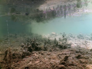 Tatlı su sualtı flora nehirler, göller, su birikintisi. Yüzey.