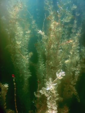 Sualtı flora. Sualtı bitkiler nehirler, göller, gölet.