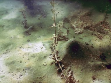 Tatlı su sualtı flora nehirler, göller, su birikintisi. Yüzey.