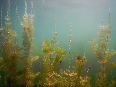 Güneş ışığı tatlı su sualtı flora nehirler, göller, su birikintisi. Surfac