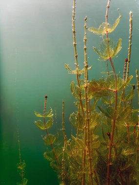 Güneş ışığı tatlı su sualtı flora nehirler, göller, su birikintisi. Surfac