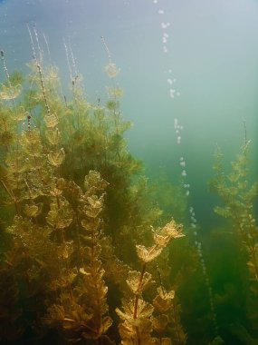 Güneş ışığı tatlı su sualtı flora nehirler, göller, su birikintisi. Surfac