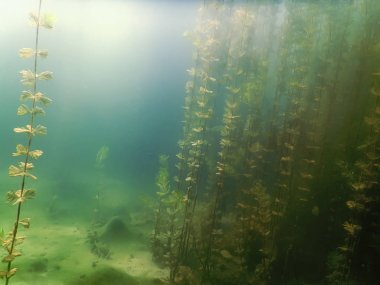 Sualtı flora. Sualtı bitkiler nehirler, göller, gölet.