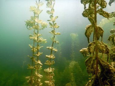 Sualtı flora. Sualtı bitkiler nehirler, göller, gölet.