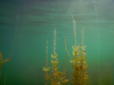 Güneş ışığı tatlı su sualtı flora nehirler, göller, su birikintisi. Surfac