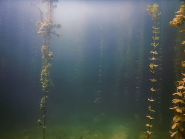 Sualtı flora. Sualtı bitkiler nehirler, göller, gölet.