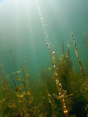 Güneş ışığı tatlı su sualtı flora nehirler, göller, su birikintisi. Surfac