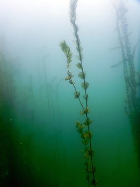 Sualtı flora. Sualtı bitkiler nehirler, göller, gölet.