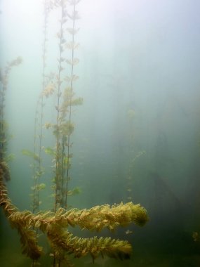 Güneş ışığı tatlı su sualtı flora nehirler, göller, su birikintisi. Surfac