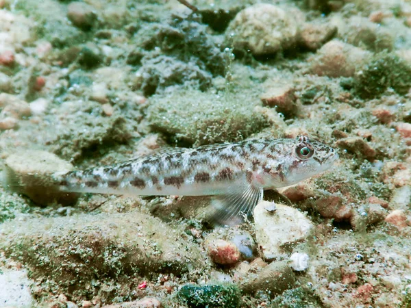 Yuvarlak kaya balığı su altında kapatın. Tatlı su balık.