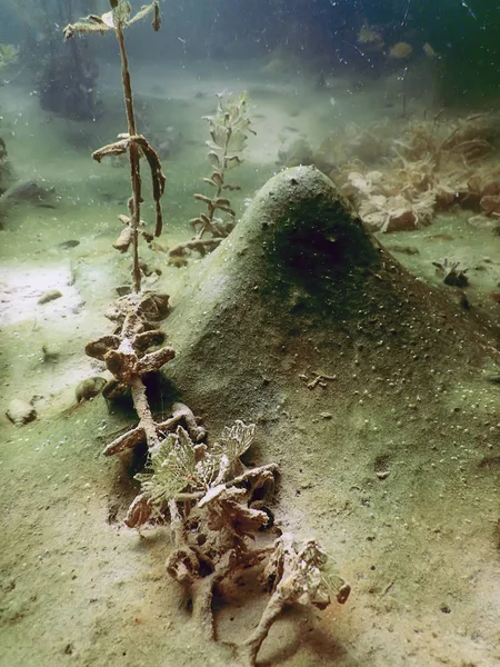 Tatlı su sualtı flora nehirler, göller, su birikintisi. Yüzey.