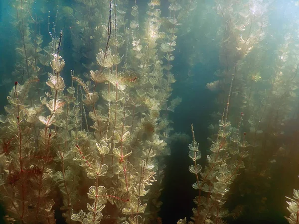 Sualtı flora. Sualtı bitkiler nehirler, göller, gölet.