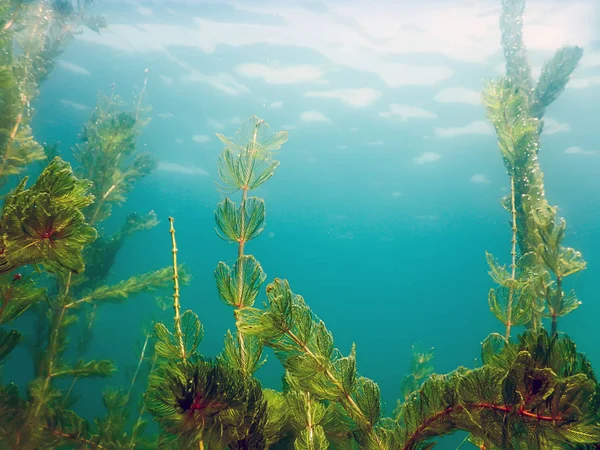 Zonlicht onderwater zoetwater flora rivieren, meren, vijver. Surfac — Stockfoto