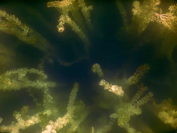 海底的植物。水下植物河流、 湖泊、 池塘. — 图库照片