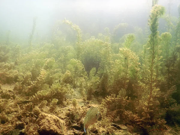 Zoetwater zonnebaars (Lepomis macrochirus). Onderwater scène vers — Stockfoto