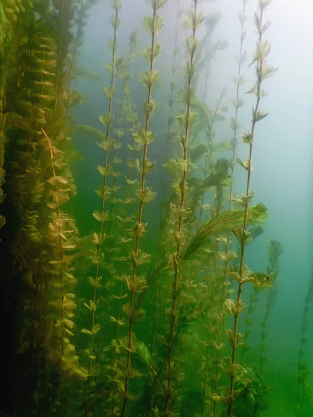 Flora submarina. Plantas Submarinas ríos, lagos, estanques . —  Fotos de Stock