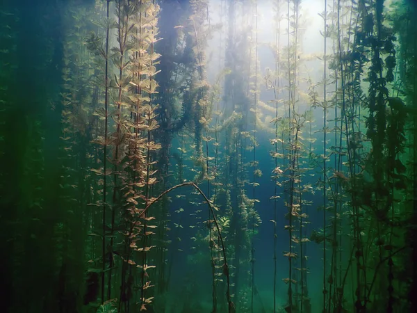 Sualtı flora. Sualtı bitkiler nehirler, göller, gölet.