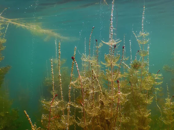 Zonlicht onderwater zoetwater flora rivieren, meren, vijver. Surfac — Stockfoto