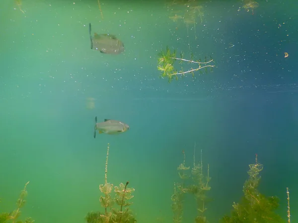 Onderwater scène Freshwater fish rivieren en meren. — Stockfoto