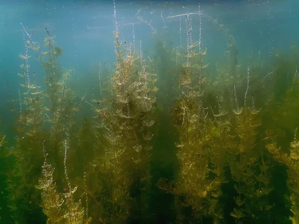 Víz alatti Flóra. Víz alatti növények folyók, tavak, tó. — Stock Fotó