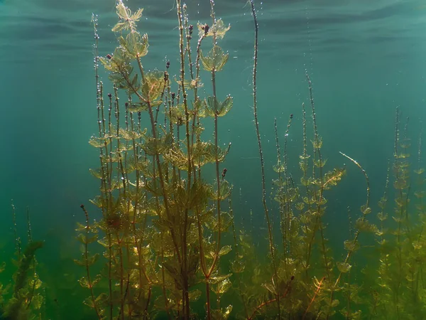 Sonnenlicht unter Wasser Süßwasserflora Flüsse, Seen, Teiche. Surfac — Stockfoto