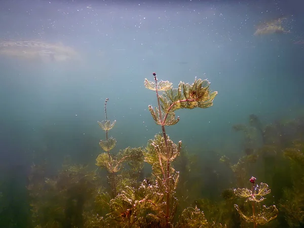 Під водою прісноводні річки, озера, ставок. Поверхня . — стокове фото