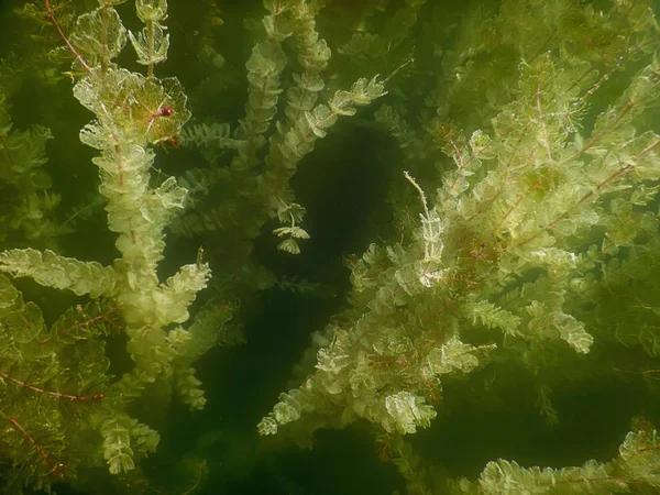 Sualtı flora. Sualtı bitkiler nehirler, göller, gölet.