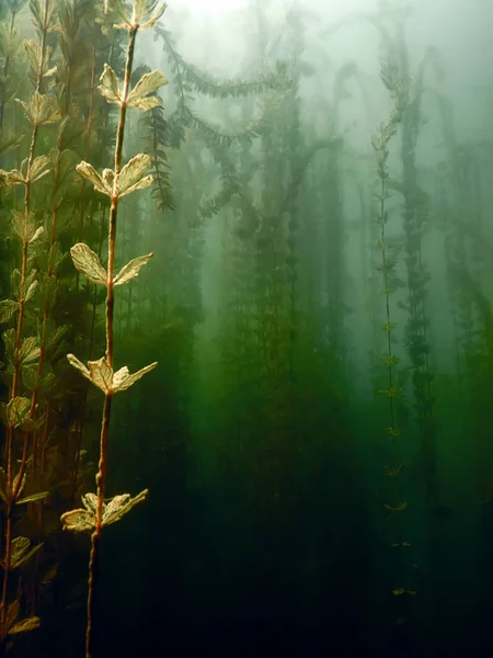 Підводна флора. Підводні Рослини річки, озера, ставок . — стокове фото