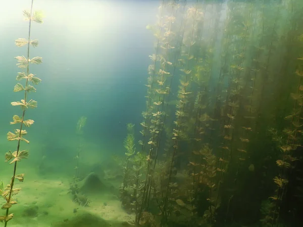 Unterwasserflora. Unterwasserpflanzen Flüsse, Seen, Teiche. — Stockfoto