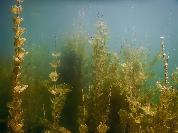 Sualtı flora. Sualtı bitkiler nehirler, göller, gölet.