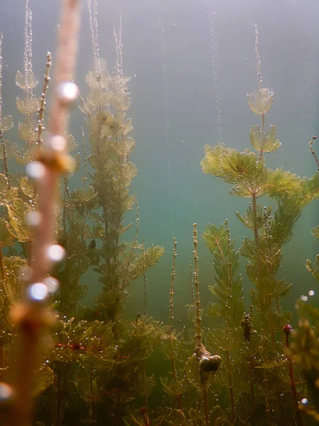 阳光海底淡水植物河流、 湖泊、 池塘。表面 — 图库照片