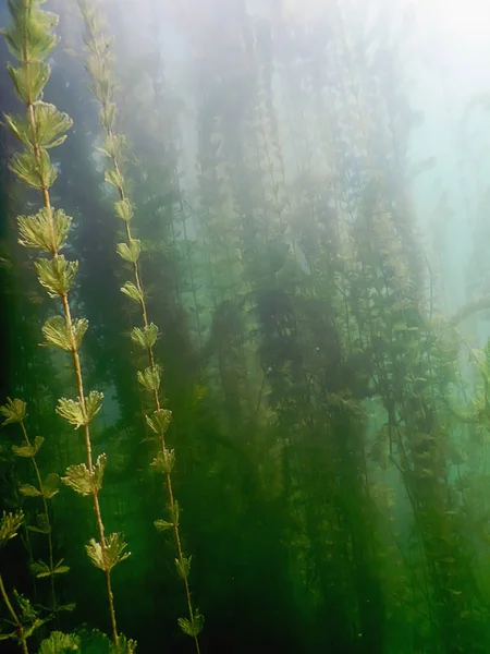 水中植物。水中植物の川、湖、池. — ストック写真