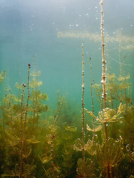 Luz solar Flora submarina de agua dulce ríos, lagos, estanques. Surfac —  Fotos de Stock