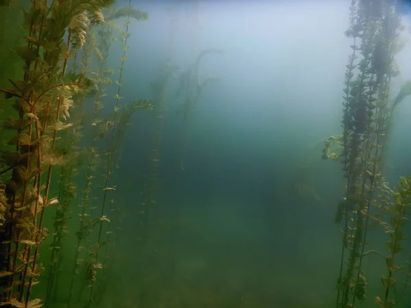 水中植物。水中植物の川、湖、池. — ストック写真