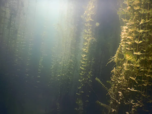 Underwater flora. Underwater Plants rivers, lakes, pond.