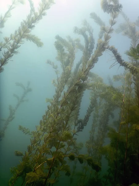 Sonnenlicht unter Wasser Süßwasserflora Flüsse, Seen, Teiche. Surfac — Stockfoto