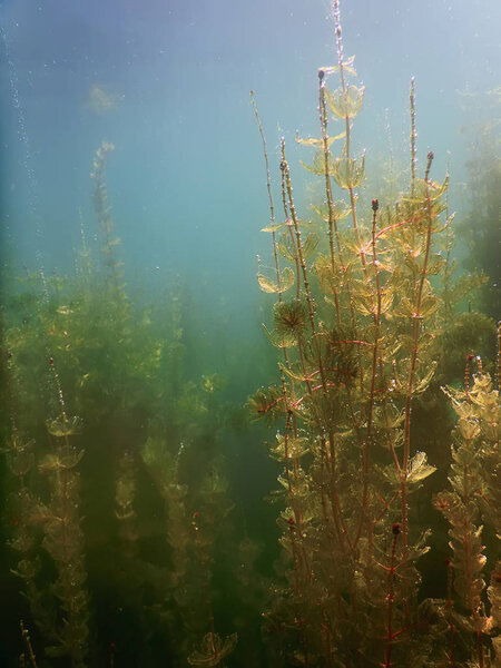 Underwater flora. Underwater Plants rivers, lakes, pond.