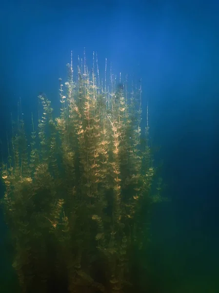 水中植物。水中植物の川、湖、池. — ストック写真