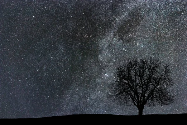 Via Lattea e albero. Paesaggio notturno. Sfondo dello spazio . — Foto Stock