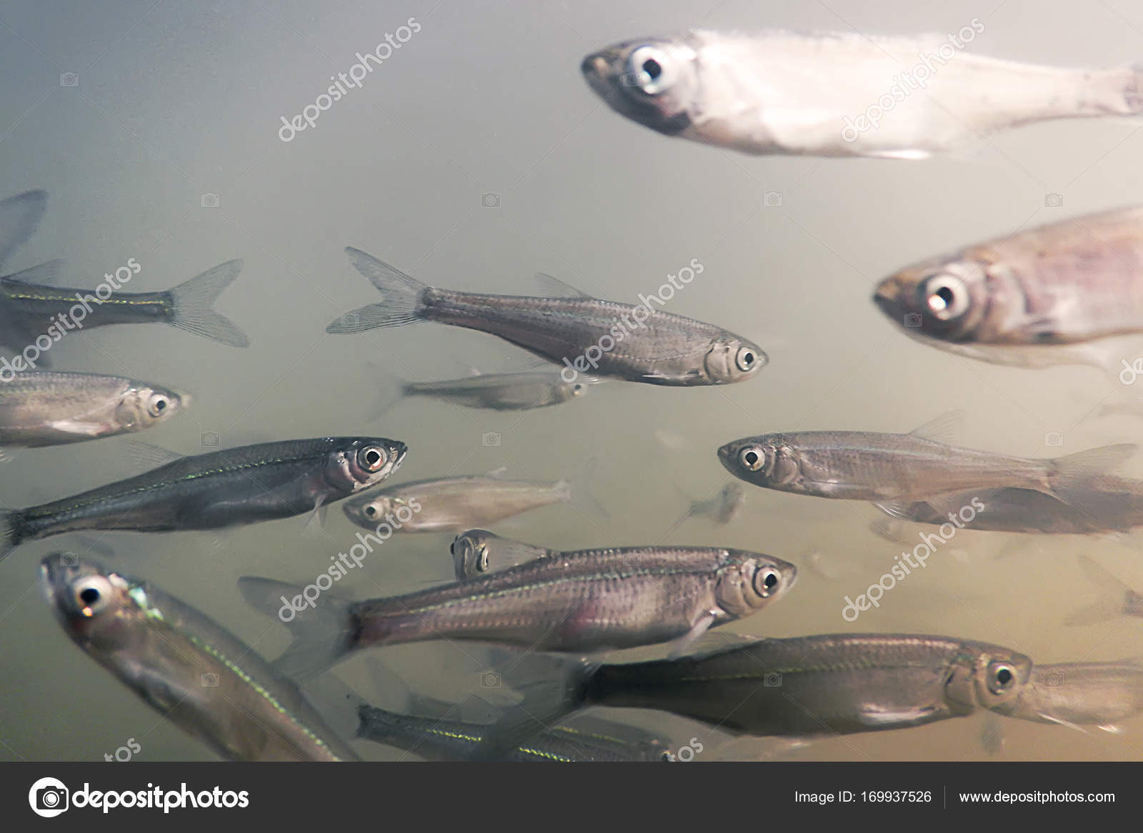 Bait fish Freshwater underwater. Common Bleak close up. Stock