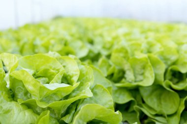 Marul çiftliği. Yeşil marul tarlada yetişiyor..