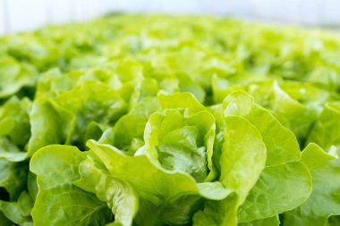 Marul çiftliği. Yeşil marul tarlada yetişiyor..