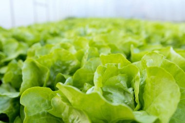 Marul çiftliği. Yeşil marul tarlada yetişiyor..