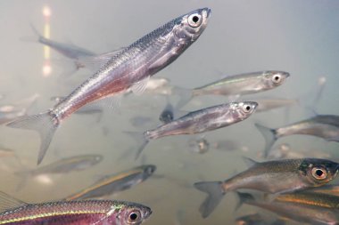 Su altında balık tutma kapatın. Yem balık Freshwater. 