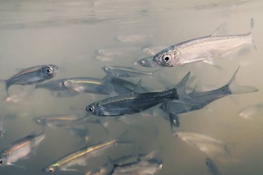 Sualtı Freshwater balık yemi. Ortak kasvetli yakın çekim.