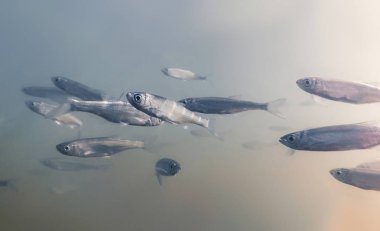 Sualtı Freshwater balık yemi. Ortak kasvetli yakın çekim.