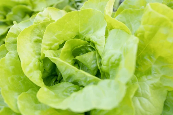 Green Lettuce Plants Growth Field — Stock Photo, Image